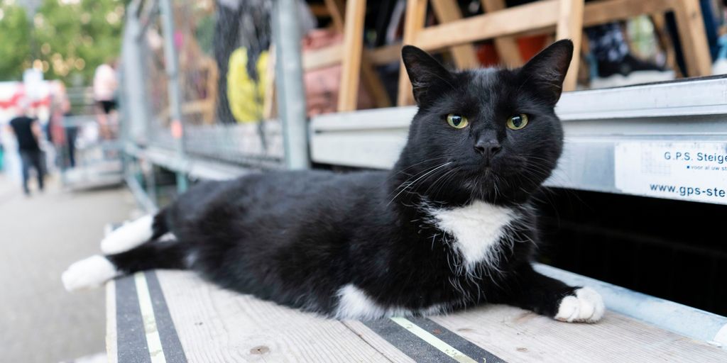 a black and white cat sitting on a bench