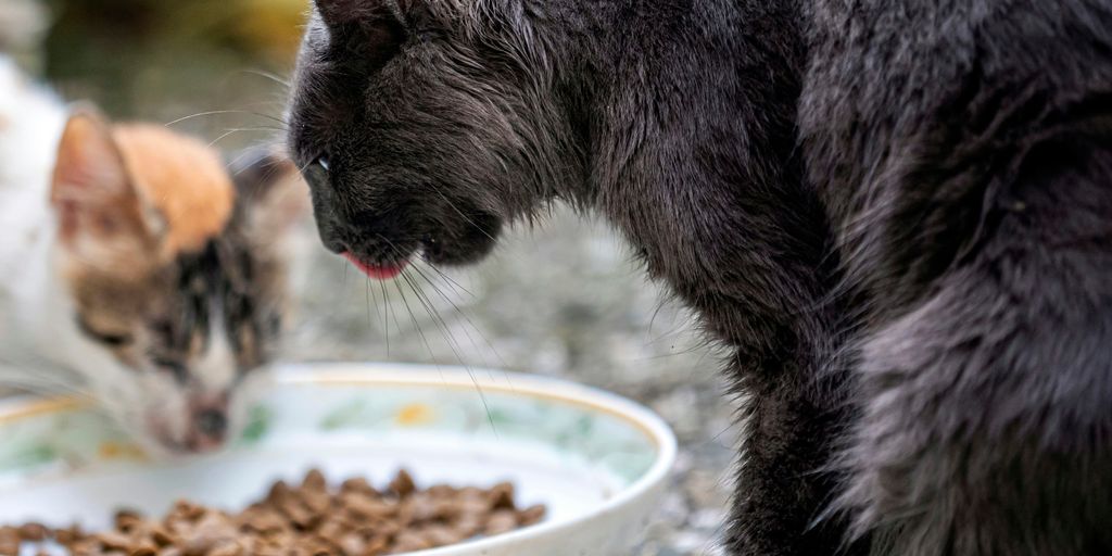 cats eat foods