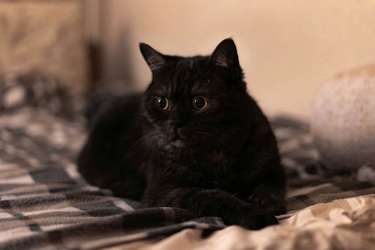 Yellow-Eyed Black Cats: Exploring Eye Color Genetics in Felines