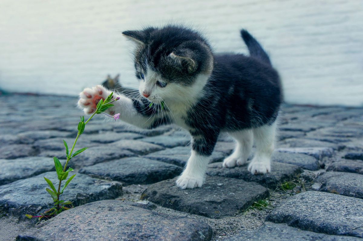 Small Cat Names: Adorable Ideas for Your Tiny Companion