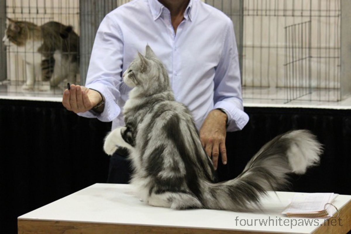 Finding a Luxury Cattery Close to Home: The Ultimate Comfort for Your Feline Friend