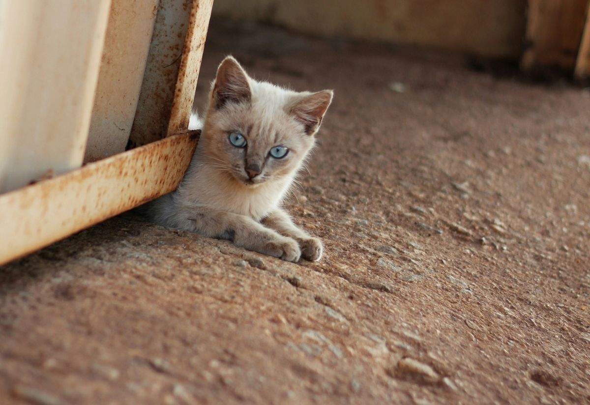 White Cats and Deafness: Understanding the Connection