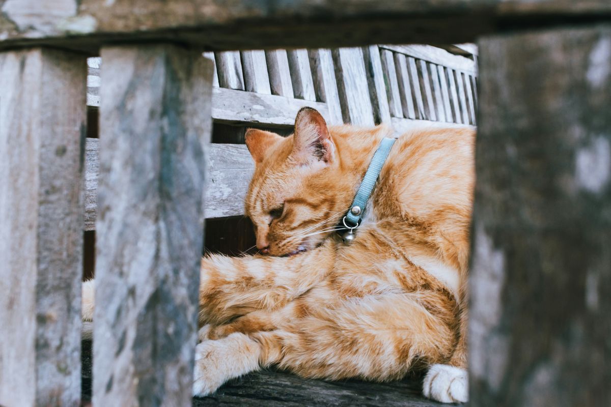 The Best Cat Flea Shampoo Brands to Safeguard Your Feline Friend