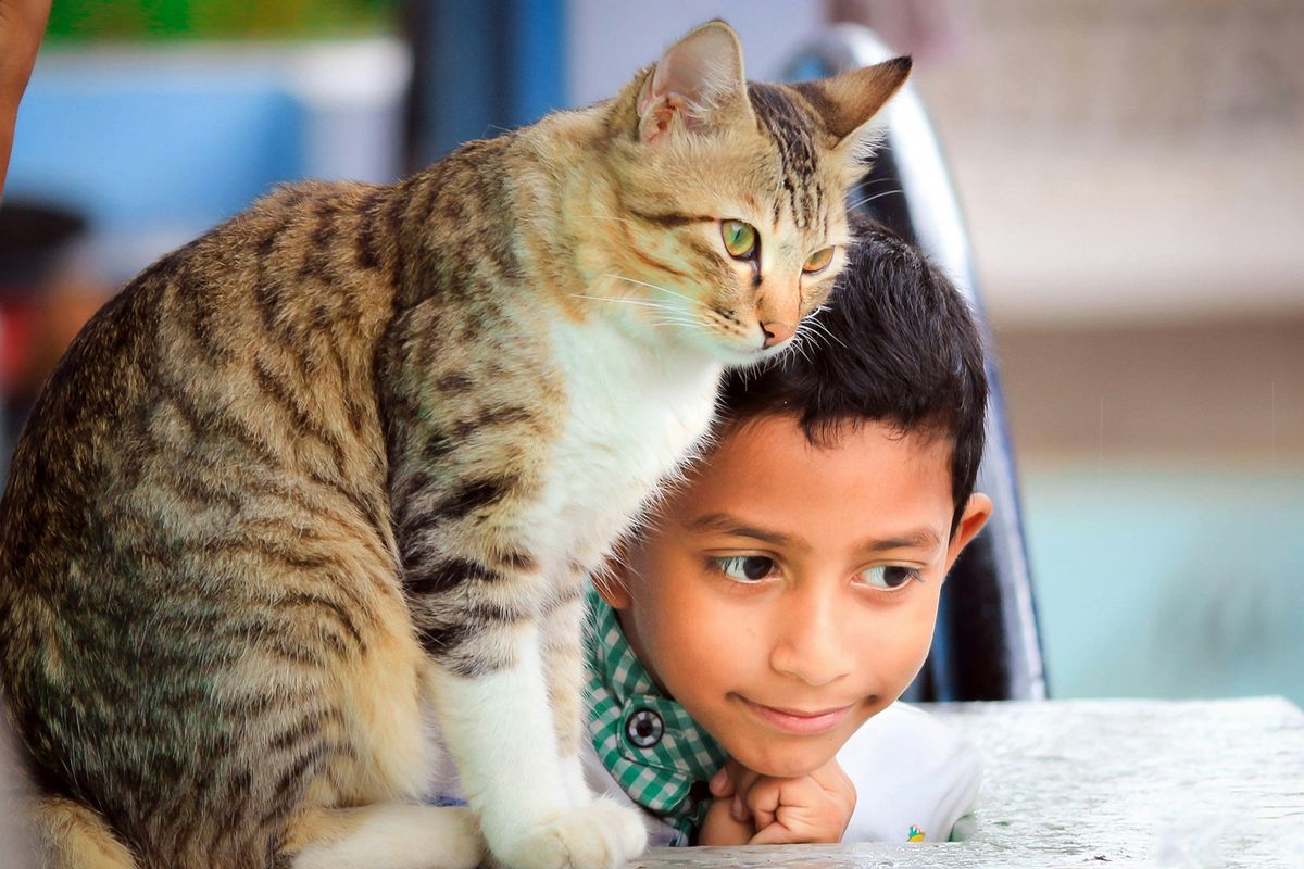 Building Immunity: Can You Develop Tolerance to Cat Allergies?