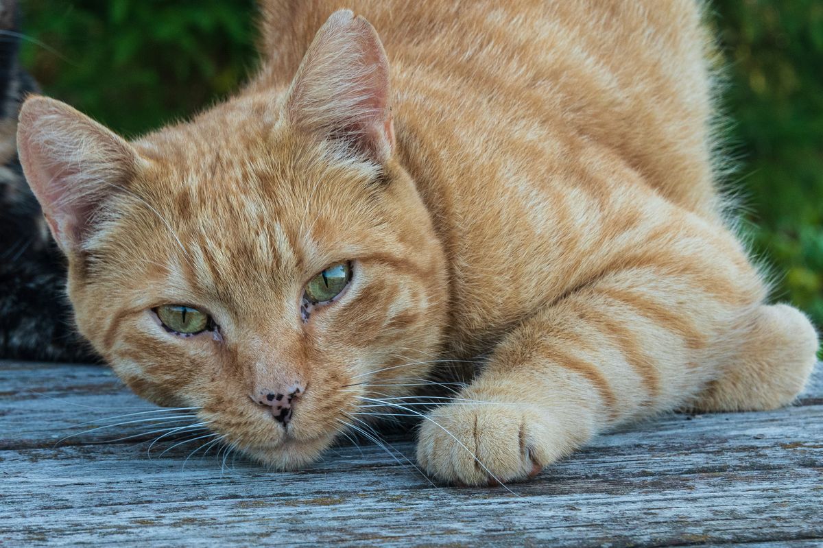 The Fascinating World of Cat Genetics: Coat Colors and Patterns