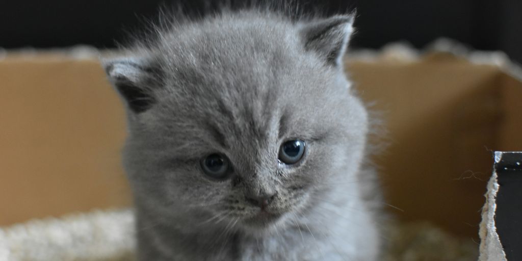 gray Persian cat