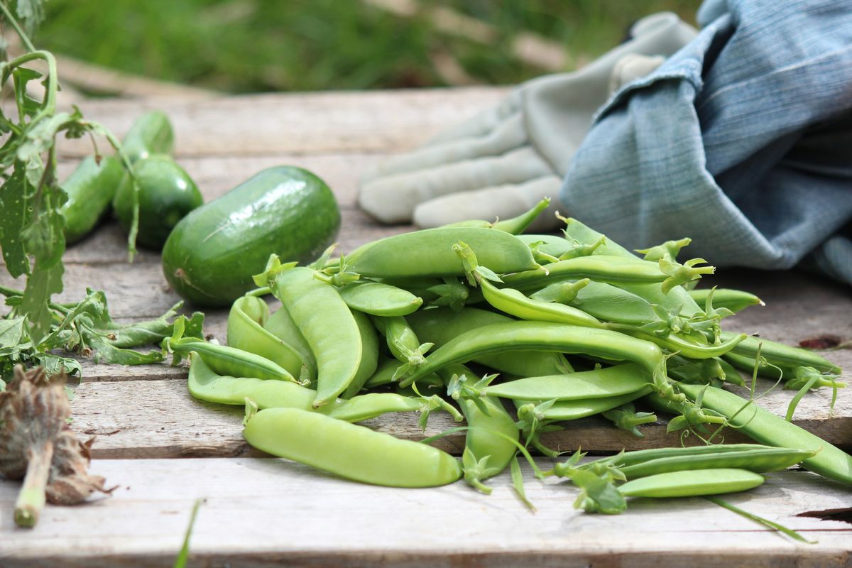 Why Cats Are Afraid of Cucumbers: Myth or Reality?