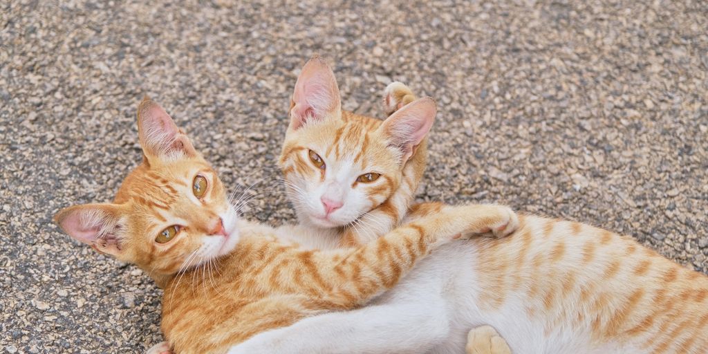 orange tabby cat lying on ground