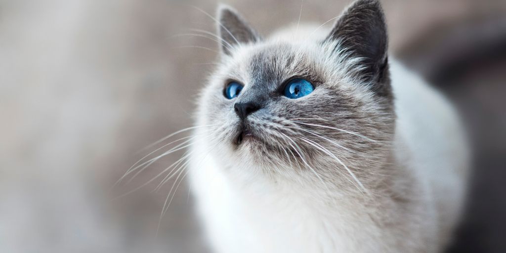Cat Middening: Understanding This Odd Behavior
