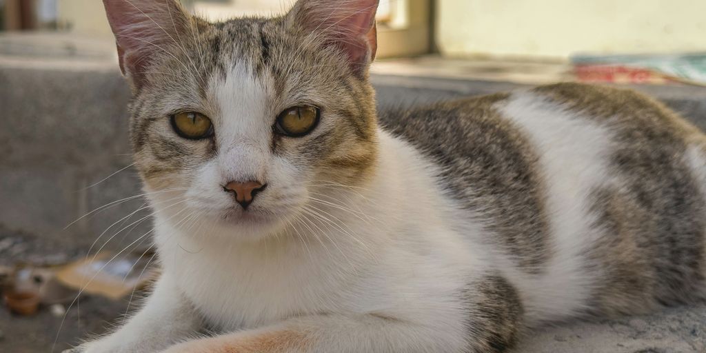 a cat is laying down on a ledge