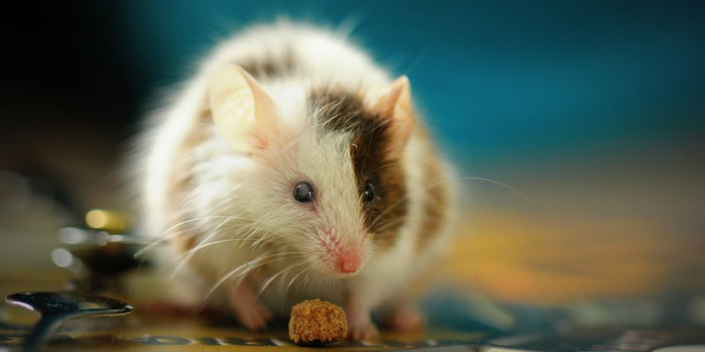 shallow focus photo of white hamster