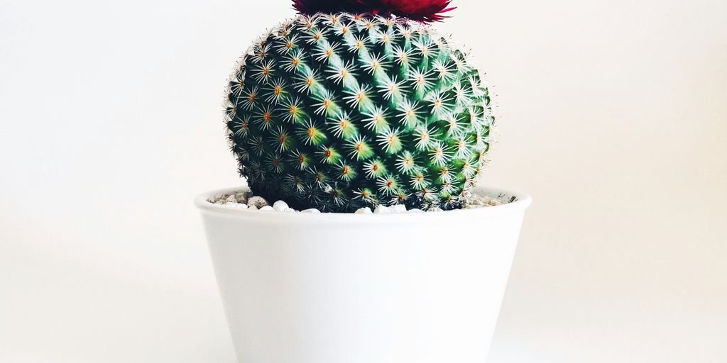 green cactus