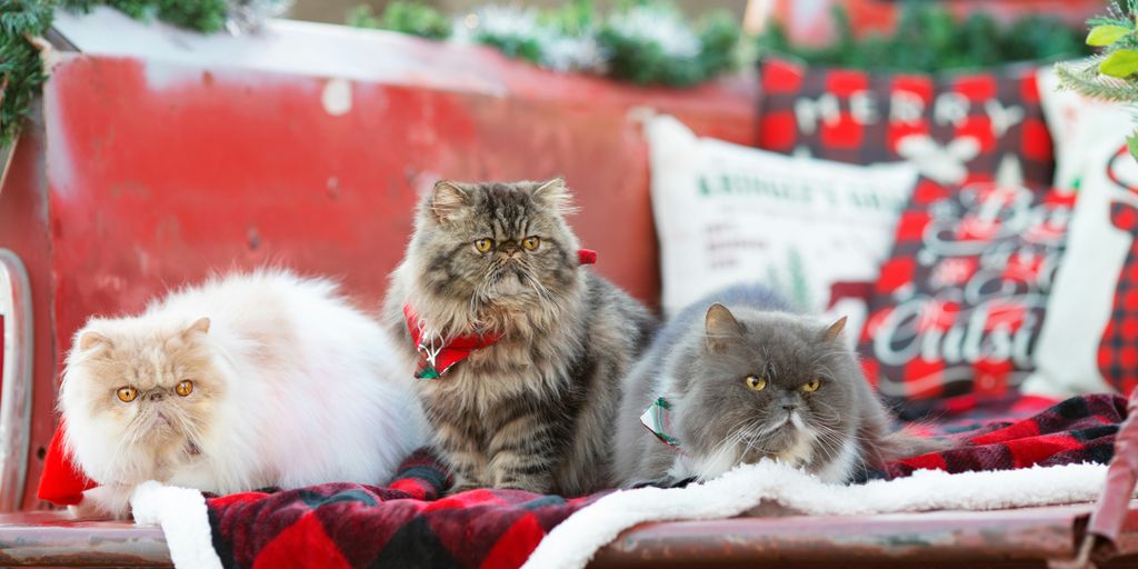 a group of cats sitting on top of a red bench