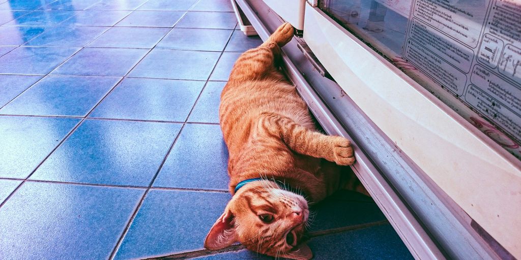 cat beside window