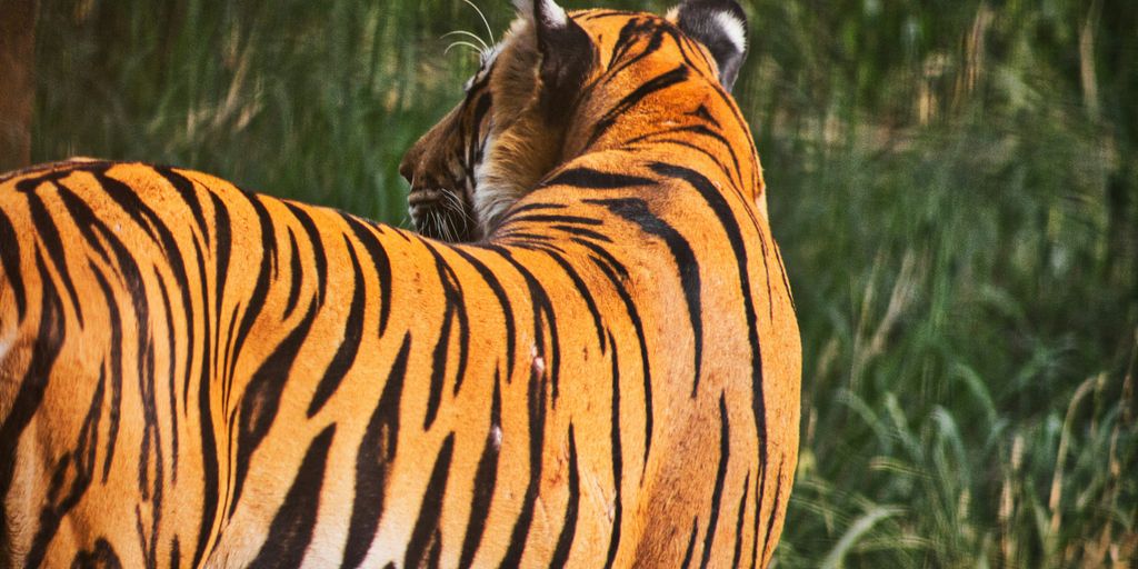 black and brown tiger near body of water during daytime