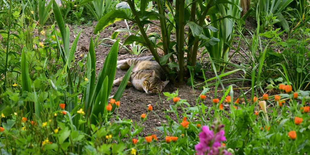 a cat that is laying down in the grass