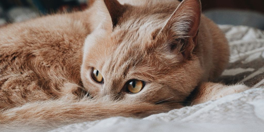 a cat lying on a blanket