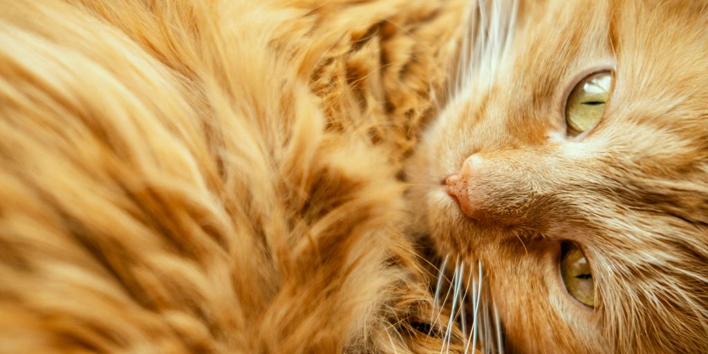 brown tabby cat lying on brown textile