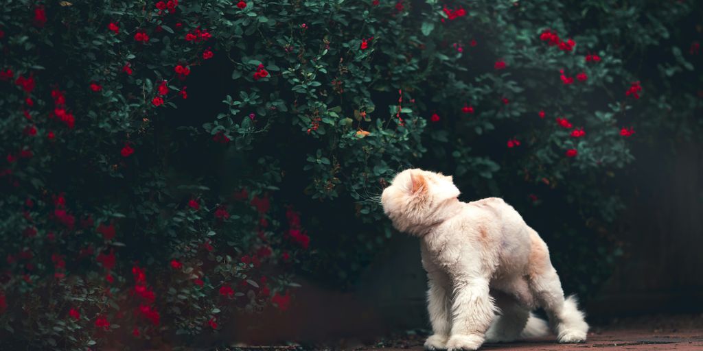 white poodle puppy on brown dirt road