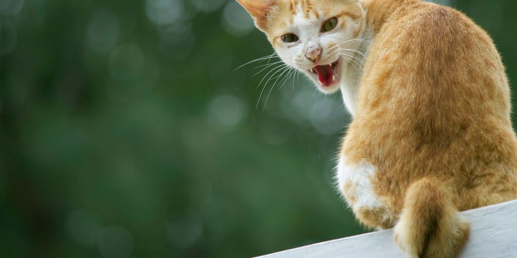 a cat with its mouth open